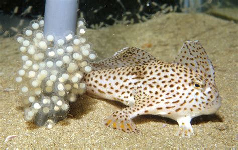 Spotted Handfish l Astounding Fish - Our Breathing Planet