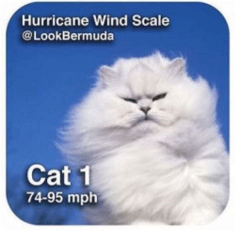 Hurricane Cat-egories Presented By A Cat Wind Scale | Funny cat memes ...