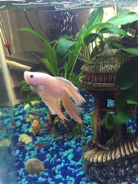 Betta Fish in his 10 Gallon Tank with Neon Tetras. | Cute fish, Betta fish, Fish pet