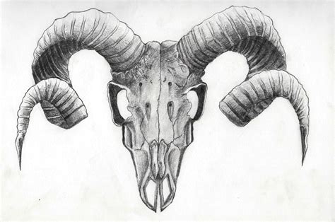 Goat Head Study by mrturtlesandwich on DeviantArt