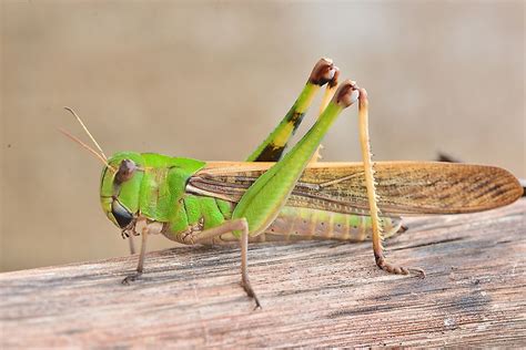 What is the Difference Between Grasshoppers and Locusts? - WorldAtlas