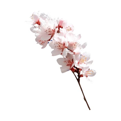 Transparent Layer White Transparent, Pink Flower Branch Png Transparent ...