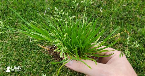 How To Identify and Treat Winter Grass (Poa annua) - Lawn Solutions Australia