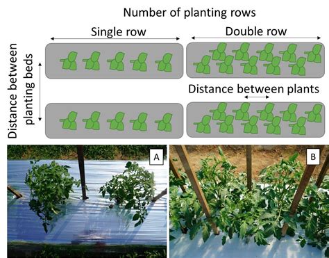 Protective Agriculture Production Series: Plant density recommendations ...