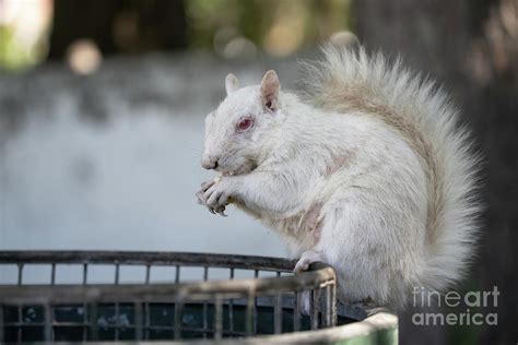 Albino Squirrel Photograph by Dr P. Marazzi/science Photo Library - Pixels