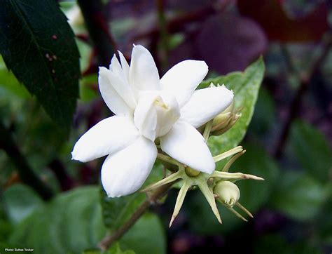 Indian Flower Mogara - Jasmine Photograph by Suhas Tavkar