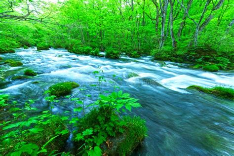 Stream in green forest stock image. Image of leaves, flowing - 32352743