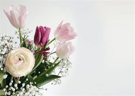 Free stock photo of beautiful flowers, flower bouquet, spring flower