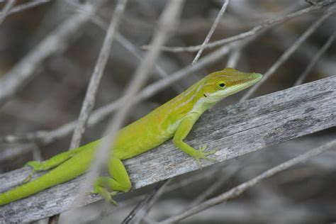 Study offers insight into biological changes among invasive species