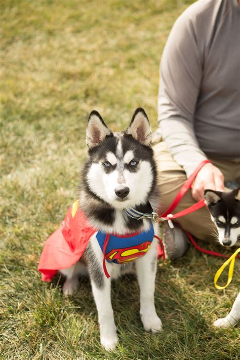 Dog Costume Contest — Benicia Dog Festival