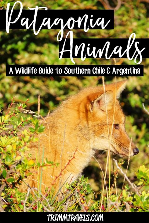 Patagonia Animals: A Wildlife Guide to Southern Chile & Argentina • Trimm Travels