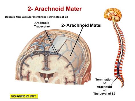 Cranial cavity part 1