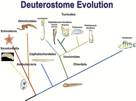 Elfdude's Guide to Evolution