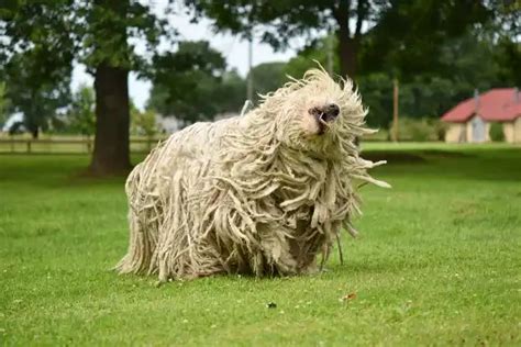 Komondor: Breed & Health Facts | MetLife Pet Insurance