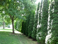 Best Privacy Screen Trees and Shrubs • Arbor Day Blog