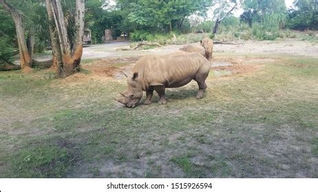 Animal Kingdom Safari Ride 2019 Stock Photo 1515926594 | Shutterstock