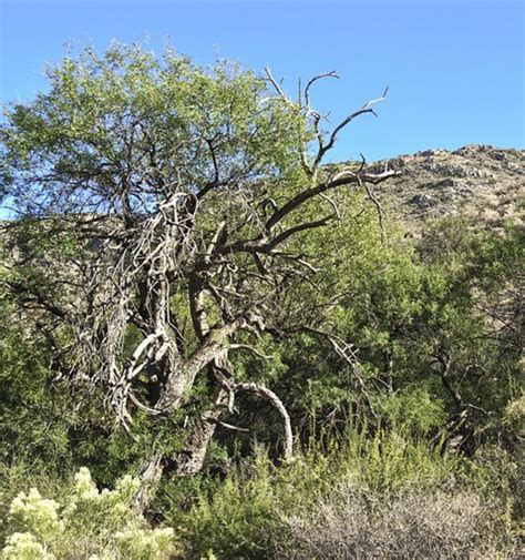 All About Mesquite or Devil Trees | Dengarden