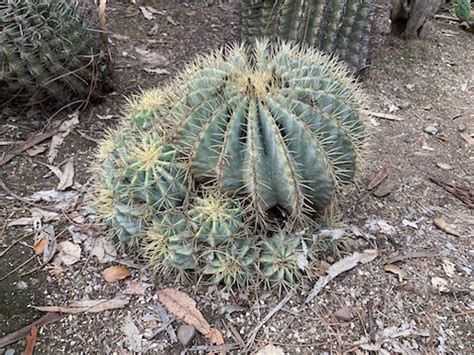 The Arizona Cactus Garden (Stanford University, California)