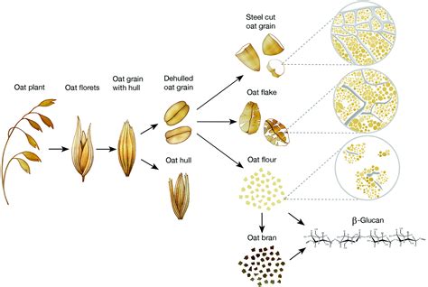 What is oat beta glucan? - News - Undersun Biomedtech Corp