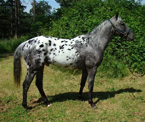 Blue Roan Appaloosa, appaloosa, Blue roan, equus, horse 427988 ...