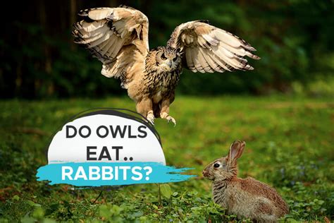 D o Owls Eat Rabbits? [Yes, and Here's Why] - Birdwatching Buzz