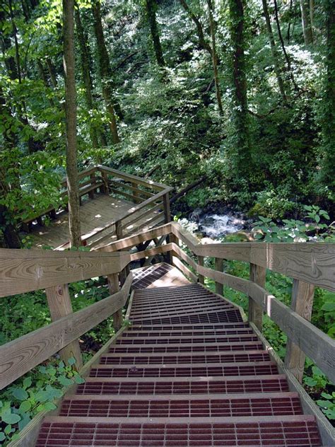 Stairs in the woods stock photo. Image of alley, relax, nature - 364