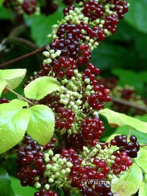 Aralia racemosa — New England Wild Flower Society | Native plants, Habitat garden, Edible plants