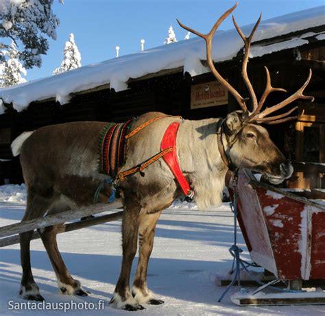 Santa Claus reindeer in Santa Claus Village in Lapland - Christmashousesanta.fi