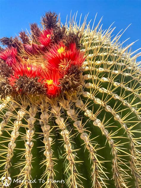 Golden Barrel Cactus (Echinocactus grusonii) with Red Flowers | Piante grasse, Piante