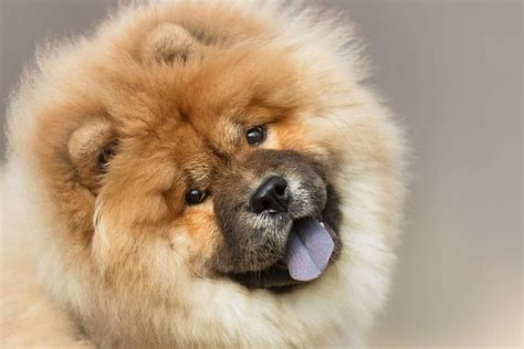 Discover Really Cute Dog Breeds That Will Melt Your Heart