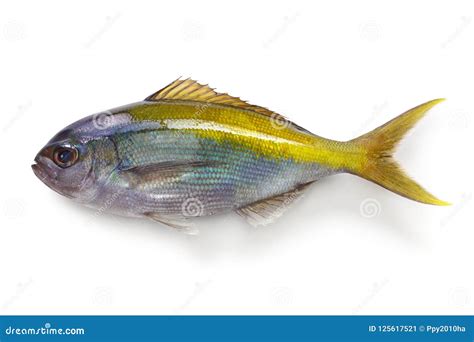 Yellowtail blue snapper stock image. Image of xanthura - 125617521