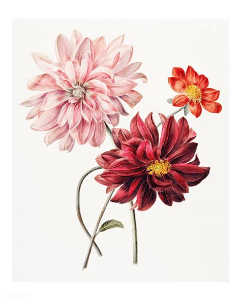 Colorful dahlias vintage illustration by Willem Hekking. Digitally enhanced by rawpixel ...