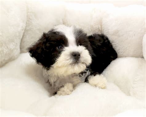 Shih-Poo Puppies For Sale | Orange County, CA #283452