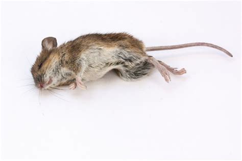 Comment enlever l’odeur de souris morte de votre maison ? | Nos conseils