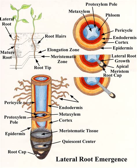 Plant Root, it Composition and Importance for Plants - Forestrypedia