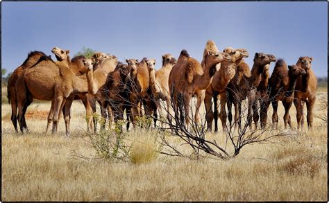 Feral Camels, Northern Territory | This herd of feral camels… | Flickr