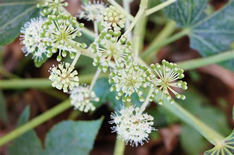 How to Grow and Care for Aralia Plant