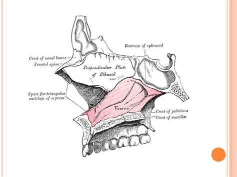 Etmoides | Anatomy, Human anatomy, Skull anatomy