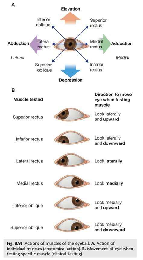 Why don't we clinically test the muscles of the eye according to their anatomical action? surely ...