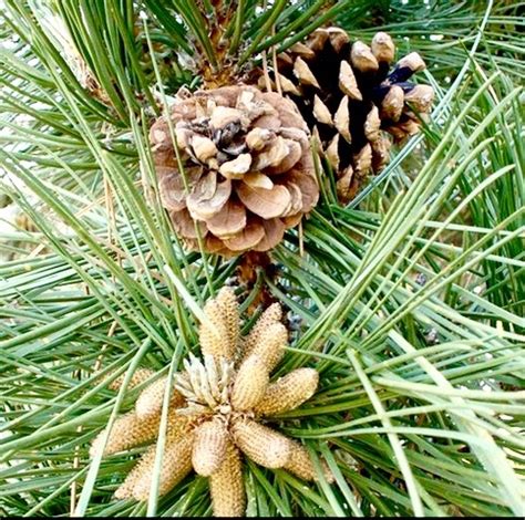 Thirteen Things You Never Knew About Pine Cones... | HuffPost