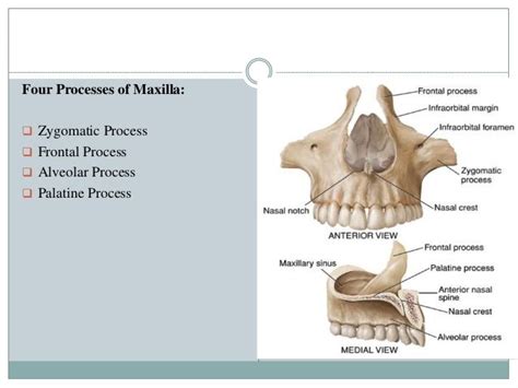 Anatomy of maxilla and its development