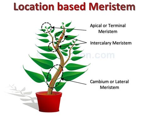 Meristematic Plant Tissues and Meristem | Types & Examples » Selftution