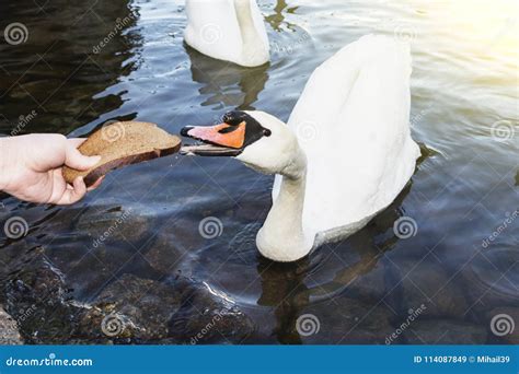 A Woman Feeds a Swan a Large Piece of Bread, a Swan in the Lake. Stock Image - Image of closeup ...