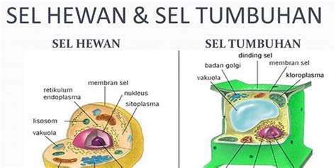 Gambar Gambar Hewan Dan Tumbuhan – cabai