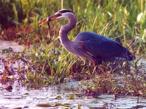 great blue egret | Heron photo, Wallpaper, Photo wallpaper