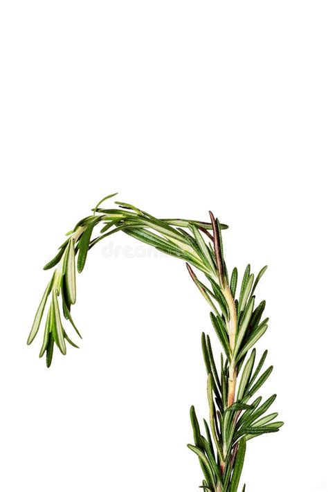 Rosemary sprig stock photo. Image of plant, chive, background - 12064044