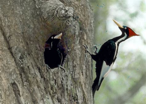 Is It Really Time to Write the Ivory-billed Woodpecker’s Epitaph? | Audubon