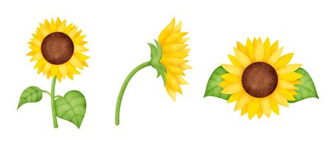 Girasol Vectores, Iconos, Gráficos y Fondos para Descargar Gratis