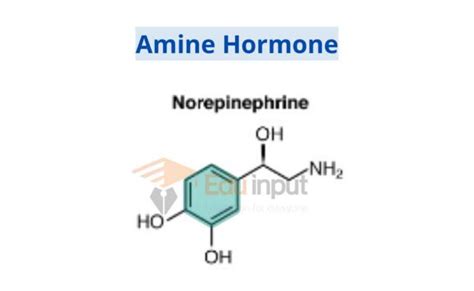 Classification of Hormones Based on Structure