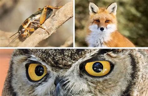 Top 16 Animals That Make Weird Noises At Night! - Animal Kooky